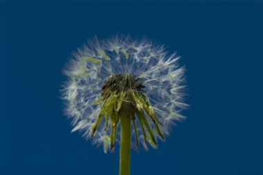 Yaz beyaz çiçek karahindiba yaz zemin üzerine