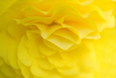 Gül yakın çekim, bazı bölümleri bulanık ve diğerleri keskin 