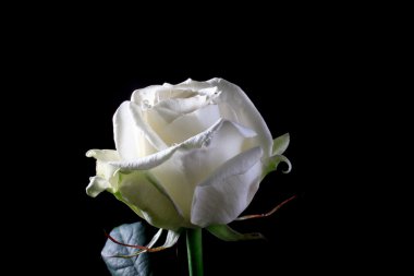 Siyah arkaplanda beyaz gül