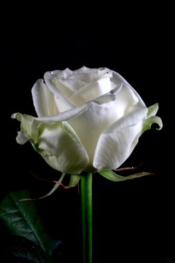 Siyah arkaplanda beyaz gül