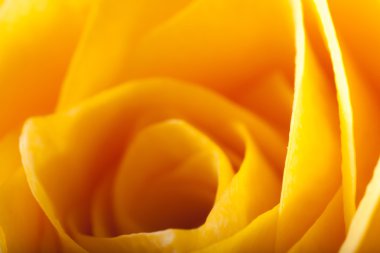 Gül yakın çekim, bazı bölümleri bulanık ve diğerleri keskin