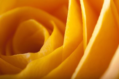 Gül yakın çekim, bazı bölümleri bulanık ve diğerleri keskin