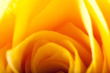 Gül yakın çekim, bazı bölümleri bulanık ve diğerleri keskin