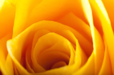 Gül yakın çekim, bazı bölümleri bulanık ve diğerleri keskin