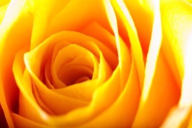 Gül yakın çekim, bazı bölümleri bulanık ve diğerleri keskin