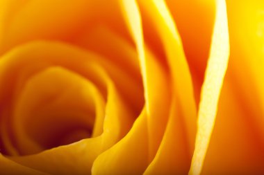 Gül yakın çekim, bazı bölümleri bulanık ve diğerleri keskin