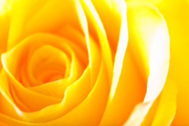 Gül yakın çekim, bazı bölümleri bulanık ve diğerleri keskin