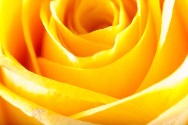 Gül yakın çekim, bazı bölümleri bulanık ve diğerleri keskin