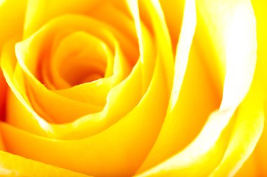 Gül yakın çekim, bazı bölümleri bulanık ve diğerleri keskin