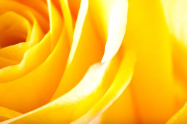 Gül yakın çekim, bazı bölümleri bulanık ve diğerleri keskin