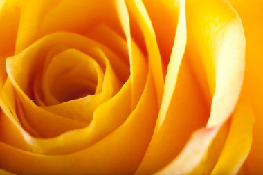 Gül yakın çekim, bazı bölümleri bulanık ve diğerleri keskin