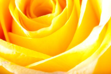 Gül yakın çekim, bazı bölümleri bulanık ve diğerleri keskin