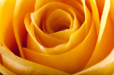 Gül yakın çekim, bazı bölümleri bulanık ve diğerleri keskin