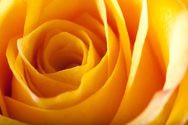 Gül yakın çekim, bazı bölümleri bulanık ve diğerleri keskin