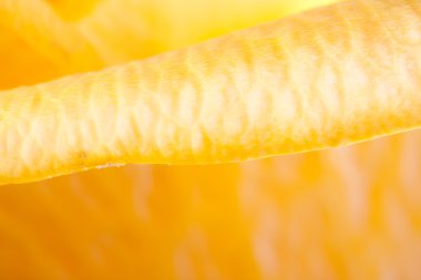 Gül yakın çekim, bazı bölümleri bulanık ve diğerleri keskin