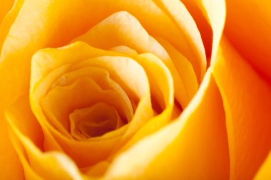 Gül yakın çekim, bazı bölümleri bulanık ve diğerleri keskin