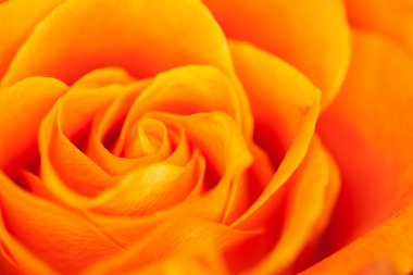 Gül yakın çekim, bazı bölümleri bulanık ve diğerleri keskin