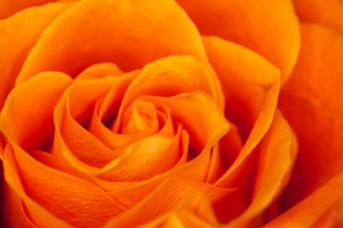 Gül yakın çekim, bazı bölümleri bulanık ve diğerleri keskin