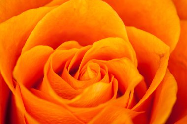 Gül yakın çekim, bazı bölümleri bulanık ve diğerleri keskin