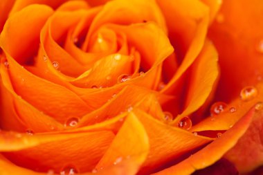 Gül yakın çekim, bazı bölümleri bulanık ve diğerleri keskin