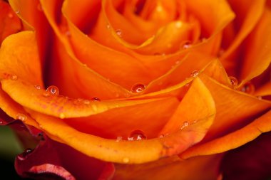 Gül yakın çekim, bazı bölümleri bulanık ve diğerleri keskin