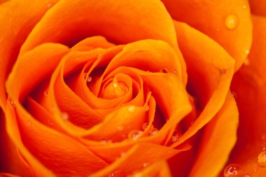 Gül yakın çekim, bazı bölümleri bulanık ve diğerleri keskin