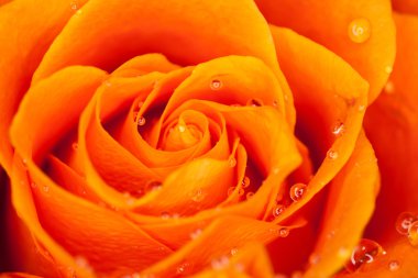 Gül yakın çekim, bazı bölümleri bulanık ve diğerleri keskin