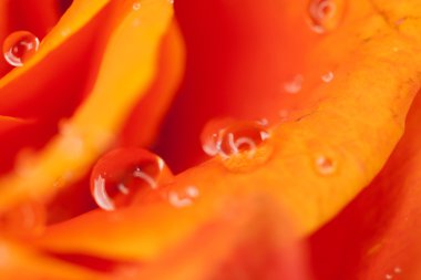 Gül yakın çekim, bazı bölümleri bulanık ve diğerleri keskin