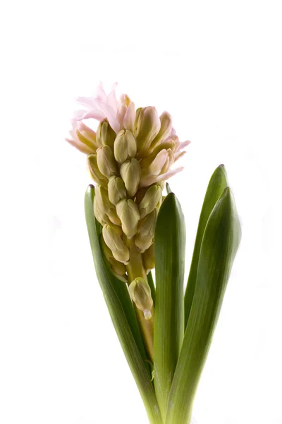 白色背景上的 hyaciunth — 图库照片