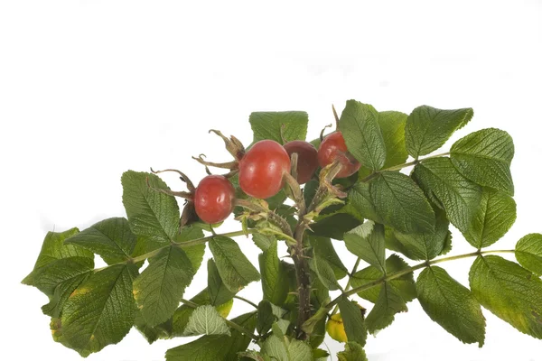 Wild rose fruit — Stock Photo, Image