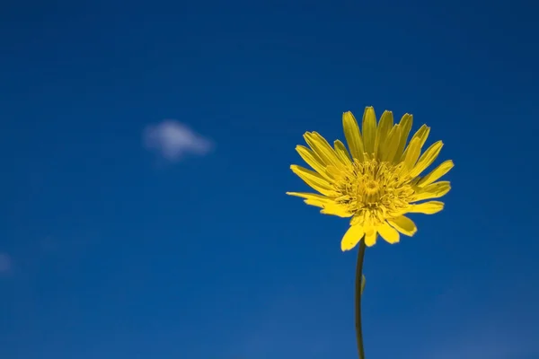 Квітка на блакитному небі — стокове фото