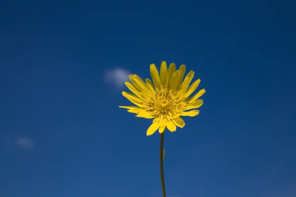 青い空を花します。 — ストック写真