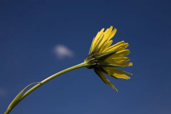 Flor en el cielo azul —  Fotos de Stock