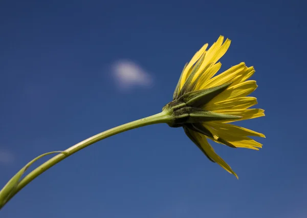 青い空を花します。 — ストック写真