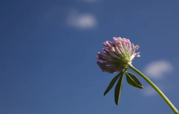 Květina na modré obloze — Stock fotografie