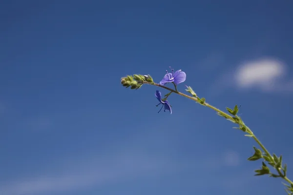 Bloem op blauwe hemel — Stockfoto