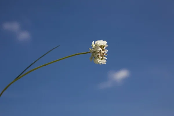 Flor en el cielo azul —  Fotos de Stock