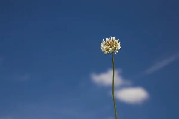 Flower on blue sky — Stock Photo, Image