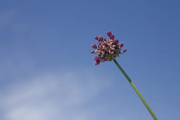 Flower on blue sky — Stock Photo, Image