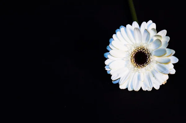 Margherita su nero — Foto Stock