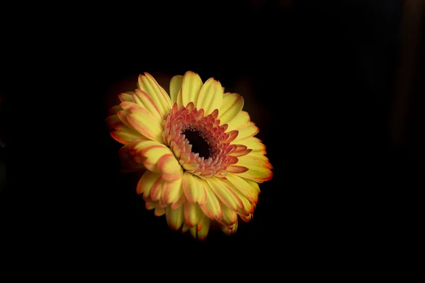 黑色背景上的雏菊 — 图库照片