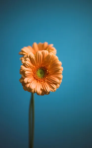 Gerber em fundo azul — Fotografia de Stock