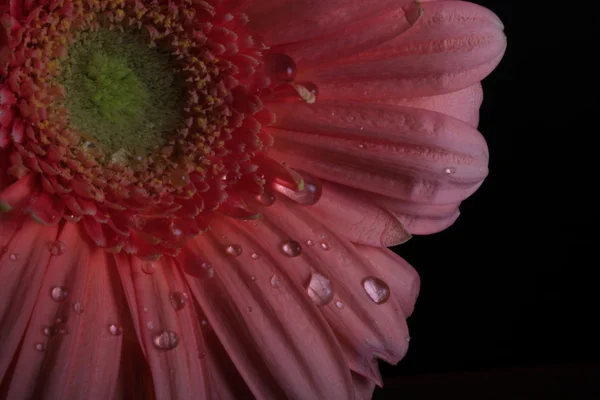 Gänseblümchen auf schwarz — Stockfoto