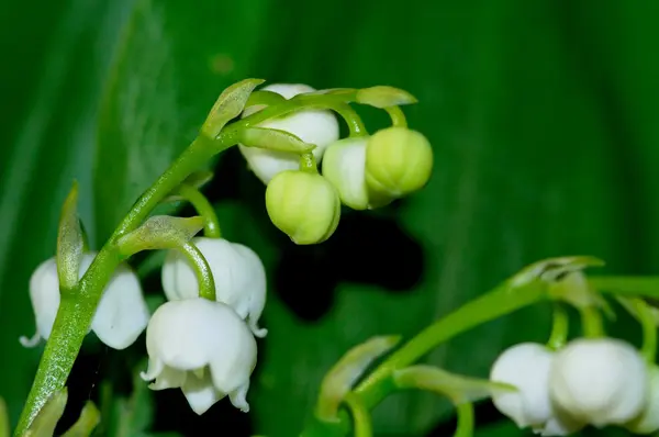 Lily z doliny. — Zdjęcie stockowe