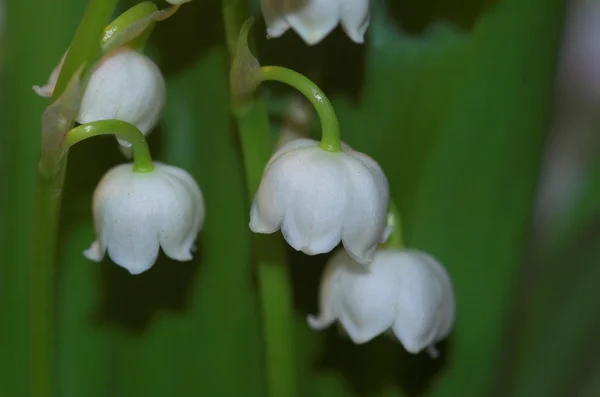 Vally Lily — Stok fotoğraf