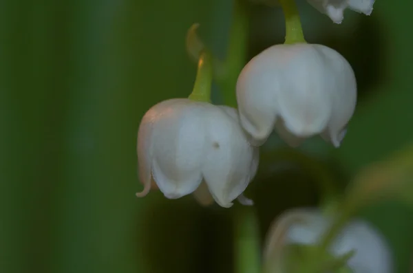 Vally Lily — Stok fotoğraf