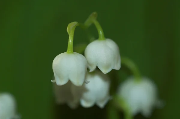 Lily vadi — Stok fotoğraf