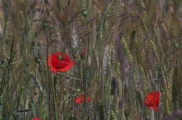 Pavot fleur rouge dans prairie d'été en Pologne — Photo