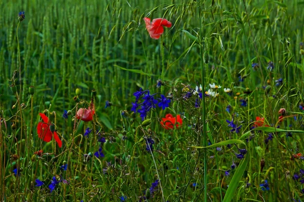 Röd blomma vallmo i sommer äng i Polen — Stockfoto