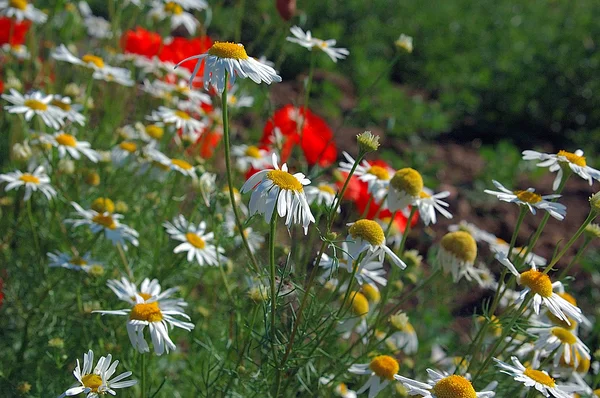 Röd blomma vallmo i sommer äng i Polen — Stockfoto